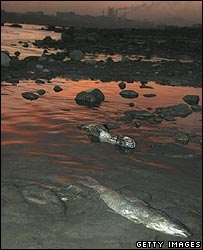 Nov. 2005 - Dode vis drijft in de rivier de Songhua bij Harbin, vergiftigd door een grote hoeveelheid benzeen na een explosie in een chemische fabriek. Bron: BBC News. Klik op de foto voor info over de ramp.