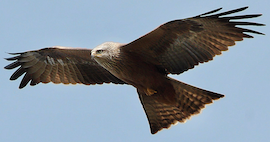 Zwarte wouw (kite, Lat. milvus migrans)
Klik voor meer info