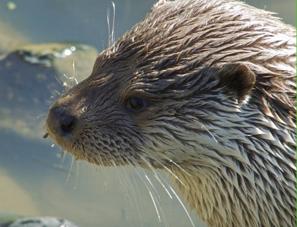 Een otter – klik voor meer info